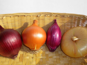 Cipolle di Cannara