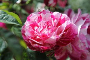 Perugia Flower Show-in