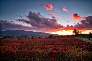 Foto vigneti Perticaia