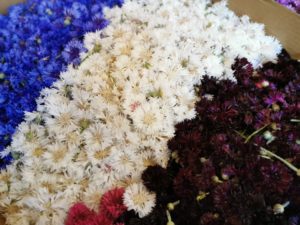 Infiorate-di-Spello-in