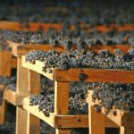 Sagrantino