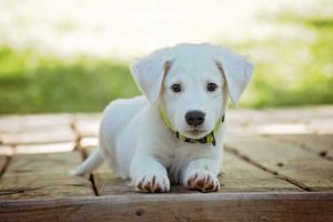 Cane-Puppy