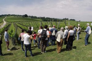 Cantine Aperte Umbria