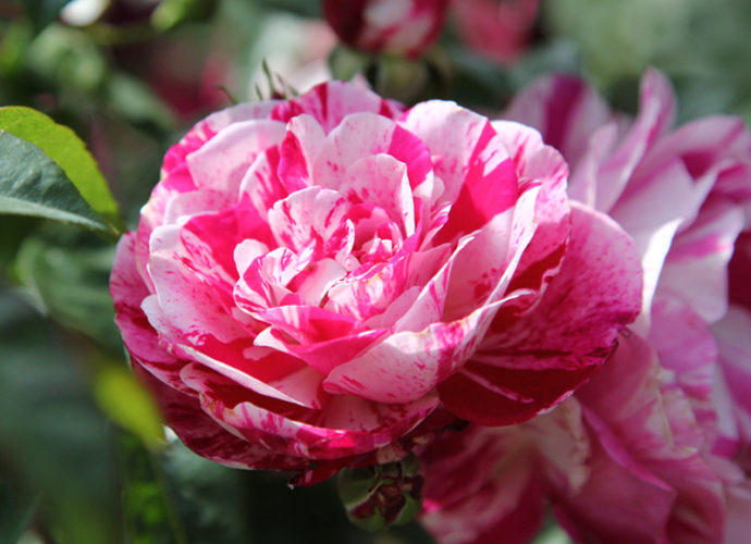 Perugia-Flower-Show-copertina