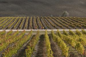 Sagrantino running - vigne