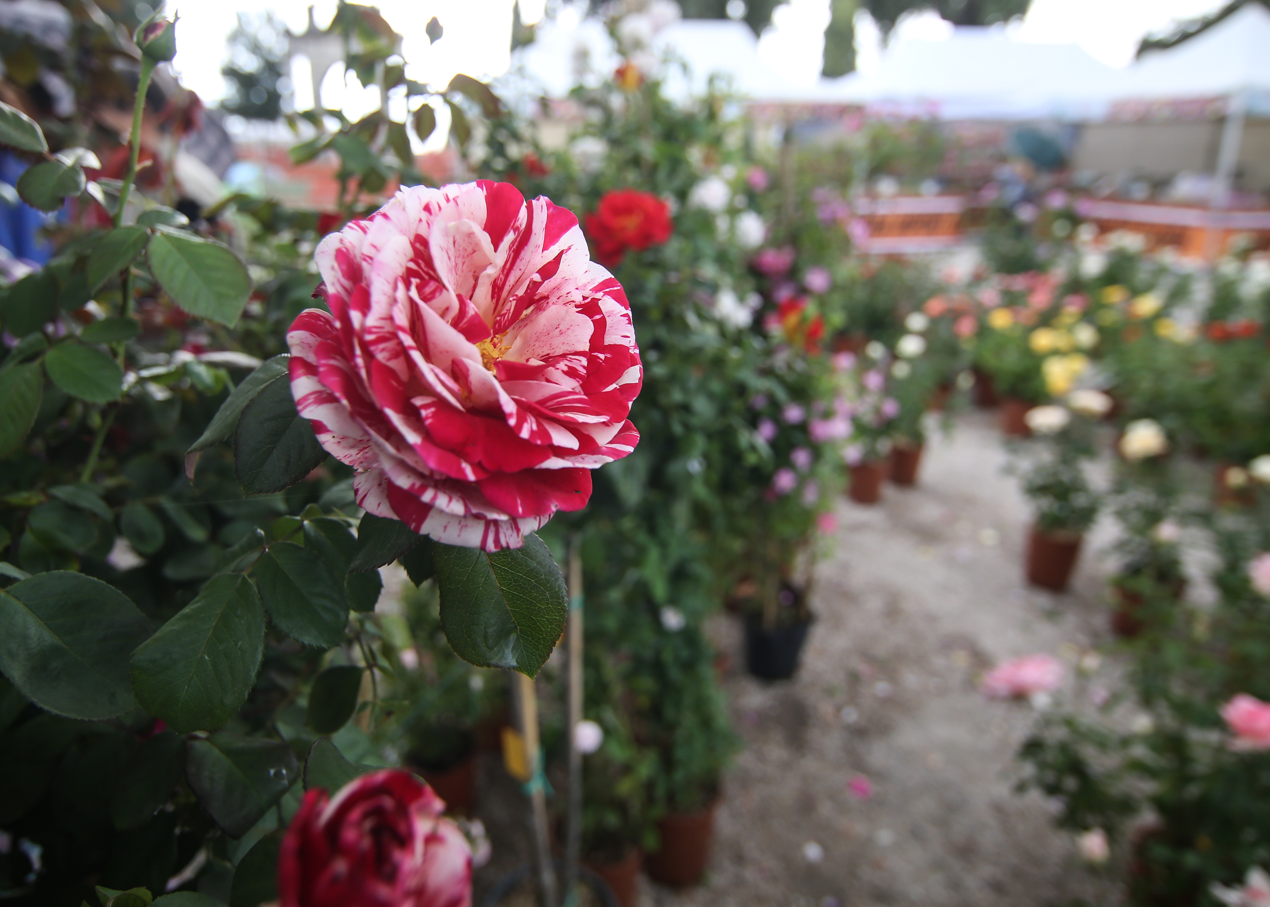 Perugia Flower Show-2
