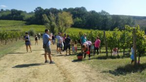 Cantine Aperte in Vendemmia 2019-2