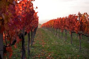 Sagrantino in autunno
