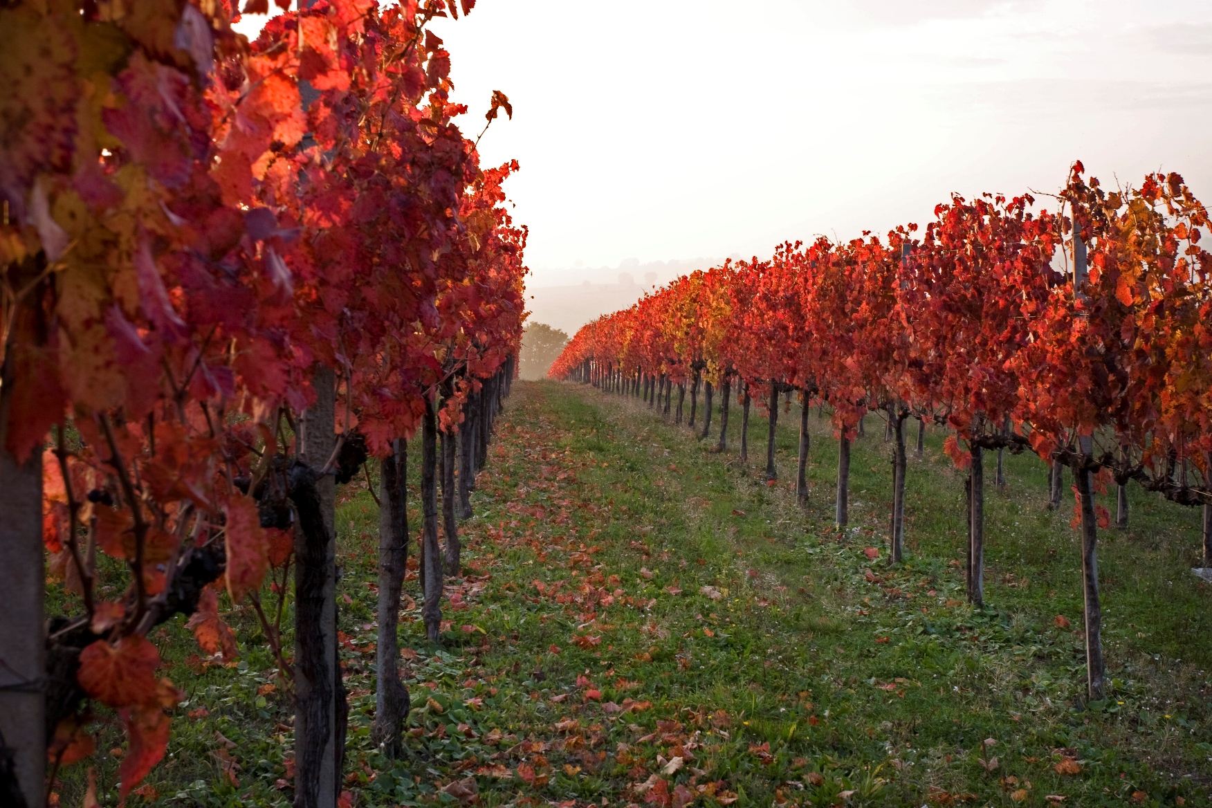 Sagrantino in autunno