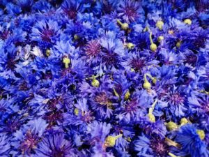 Infiorate di Spello-1