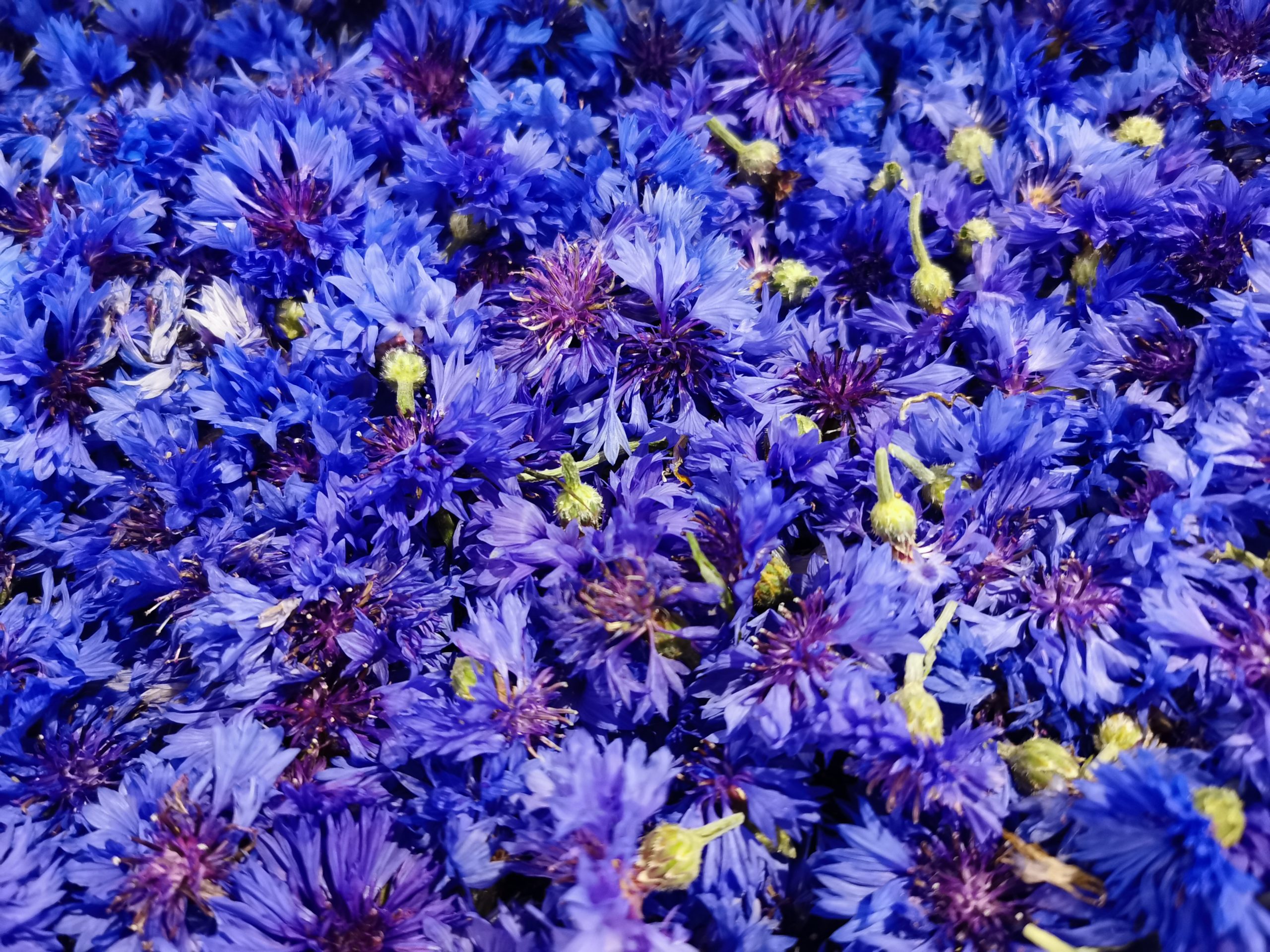 Infiorate di Spello-1