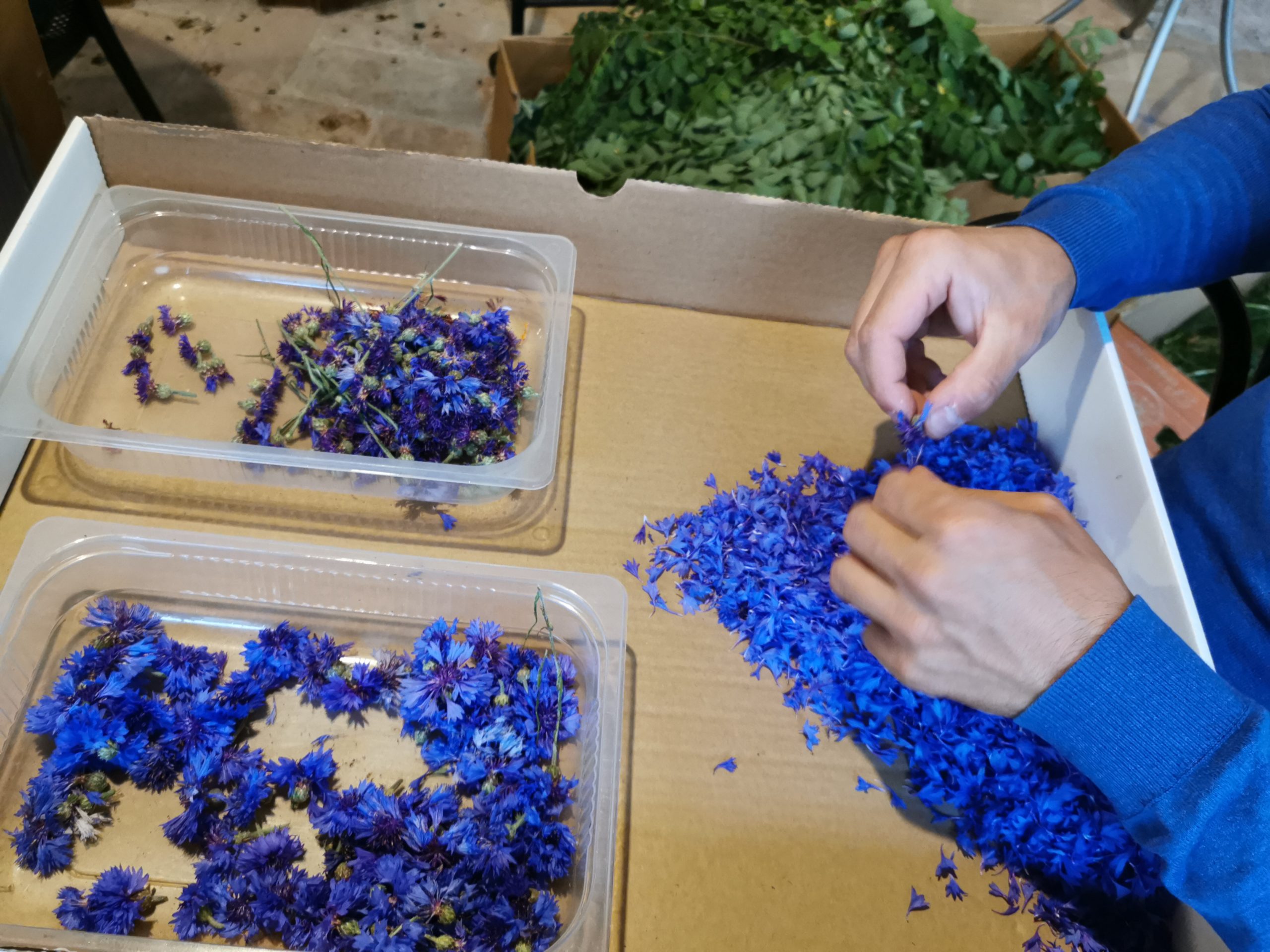 Infiorate di Spello-3