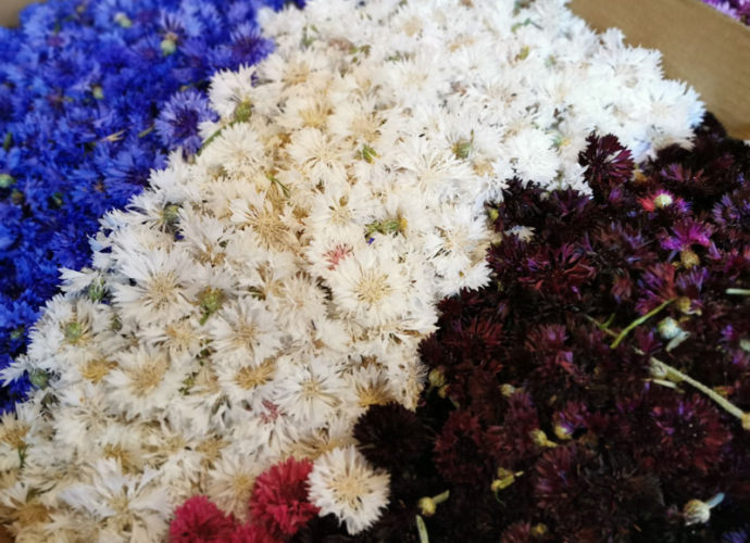 Infiorate-di-Spello-copertina