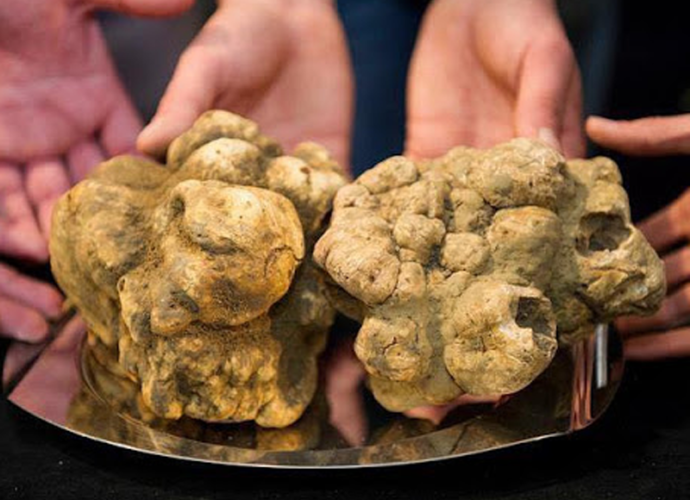 Tartufo-foto-copertina
