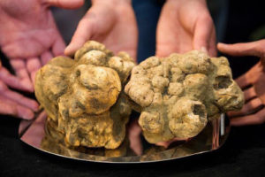 Tartufo-foto-in