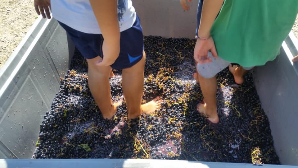 Vendemmia-3