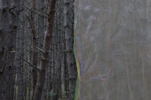 Alberonero-Monte Immagine-Roberto Conte-3