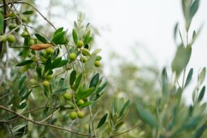 Olive-in