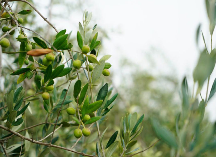 Olive-copertina
