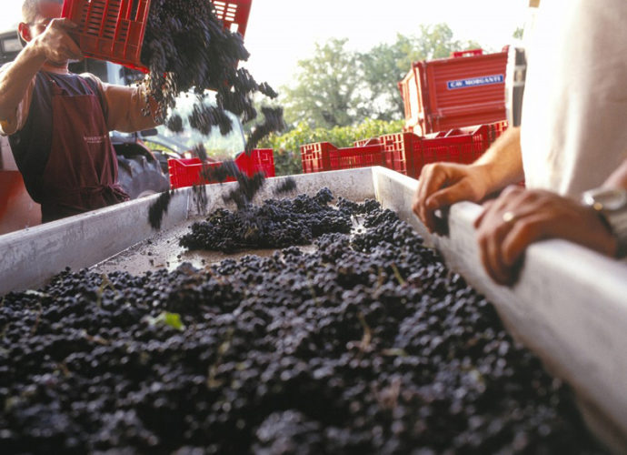 Vendemmia-2020-copertina