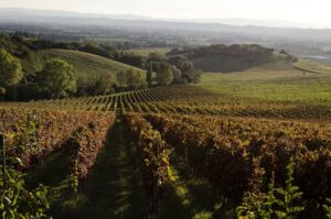 Lungarotti vigneto - Vigna Monticchio