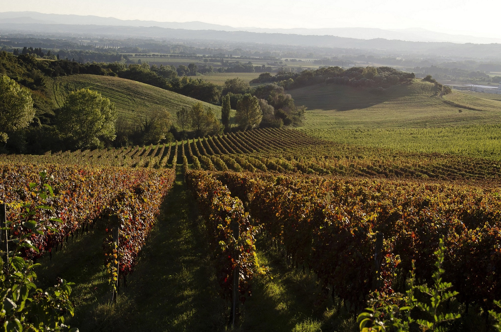 Lungarotti vigneto - Vigna Monticchio