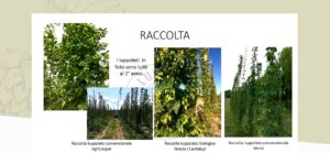 Luppoleti - convegno online
