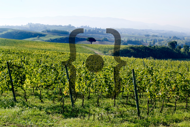 Poggio alle vigne