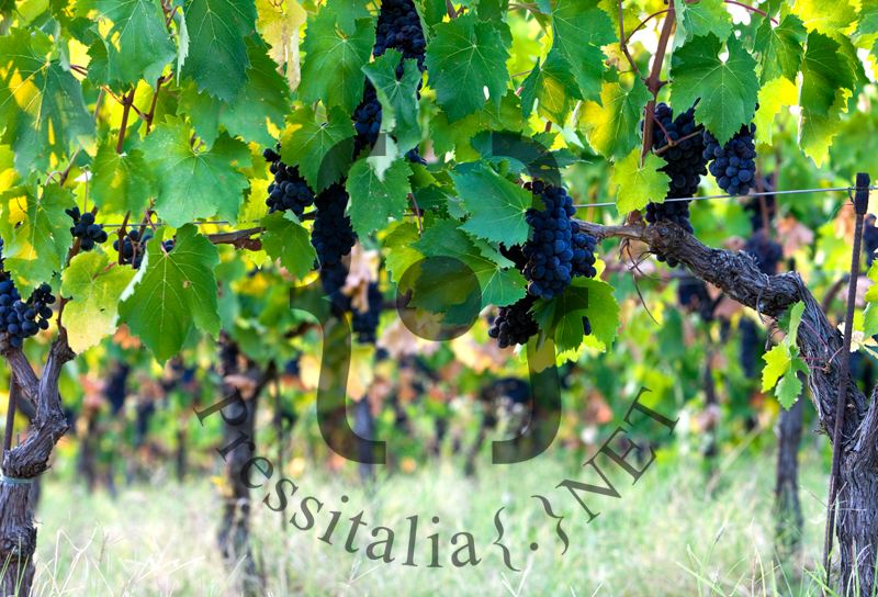 Sangiovese - grappoli