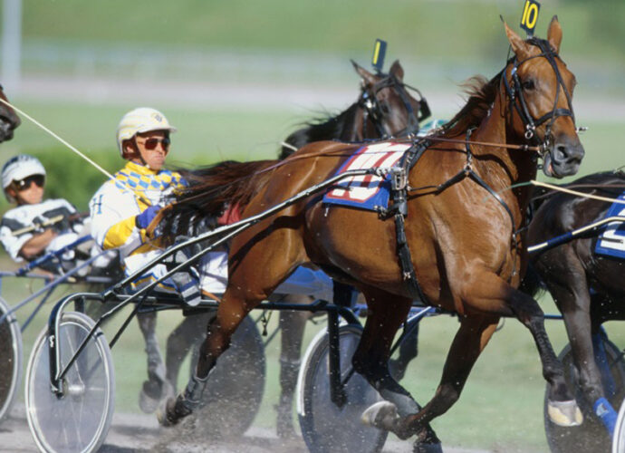 moni-maker-uno-dei-cavalli-più-prestigiosi-del-Palio-dei-Comuni-cop