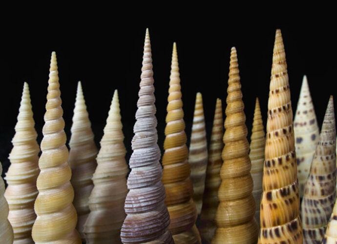 Museo-Malacologico-Malakos-di-Città-di-Castello-cop