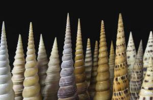 Museo-Malacologico-Malakos-di-Città-di-Castello-in