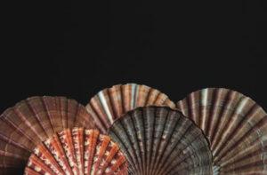 Museo-Malacologico-Malakos-di-Città-di-Castello-1