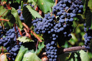 Umbria-del-vino_uva1