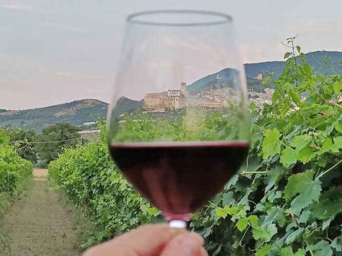 Saio Vini Assisi-cop